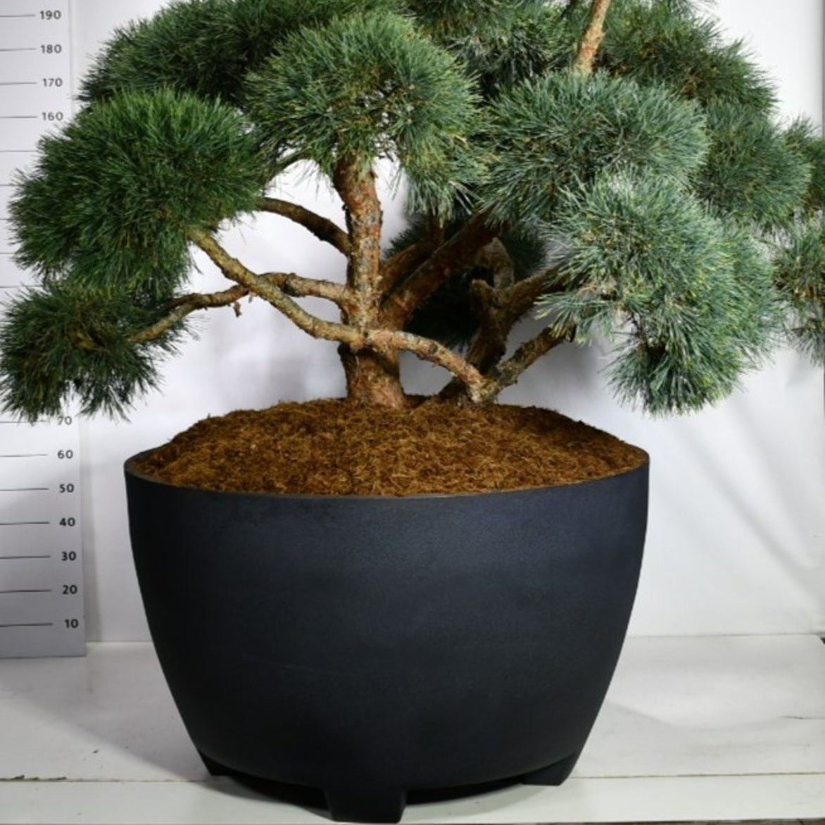 Tall – Pinus sylvestris 'Repens' - C 670 Decopot 200-225 cm. Bonsai